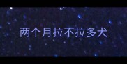 两个月拉不拉多犬