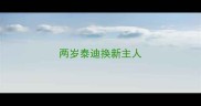 两岁泰迪换新主人