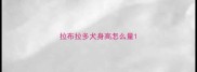 拉布拉多犬身高怎么量