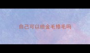 自己可以给金毛修毛吗