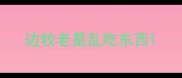 边牧老是乱吃东西