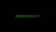 拉布拉多犬长大了