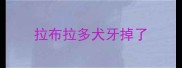 拉布拉多犬牙掉了