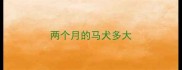 两个月的马犬多大