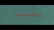 不掉毛的小型宠物犬