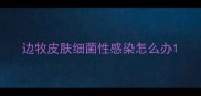 边牧皮肤细菌性感染怎么办