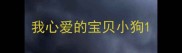 我心爱的宝贝小狗