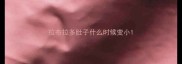 拉布拉多肚子什么时候变小