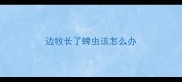 边牧长了蜱虫该怎么办