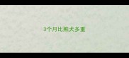 3个月比熊犬多重