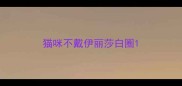 猫咪不戴伊丽莎白圈