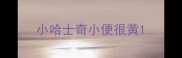 小哈士奇小便很黄