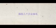 豚鼠几个月会掉毛