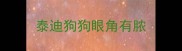 泰迪狗狗眼角有脓