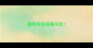 猫咪存在病毒风险