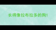 长得像拉布拉多的狗
