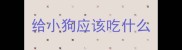 给小狗应该吃什么