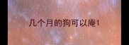 几个月的狗可以庵
