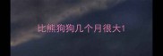 比熊狗狗几个月很大