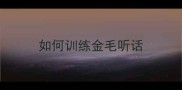如何训练金毛听话