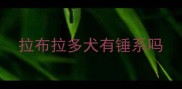 拉布拉多犬有锤系吗