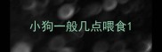 小狗一般几点喂食