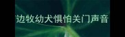 边牧幼犬惧怕关门声音