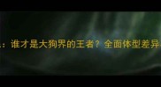 边牧vs金毛谁才是大狗界的王者全面体型差异与饲养要点