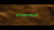 金毛狗能吃南瓜吗