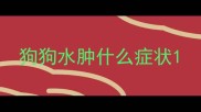 狗狗水肿什么症状