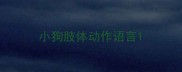 小狗肢体动作语言