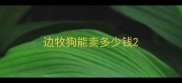 边牧狗能卖多少钱