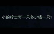 小的哈士奇一只多少钱一只