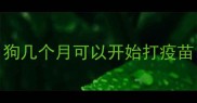 狗几个月可以开始打疫苗