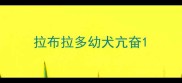 拉布拉多幼犬亢奋