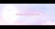 狗狗能吃头孢消炎吗