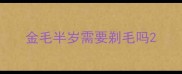 金毛半岁需要剃毛吗