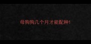 母狗狗几个月才能配种
