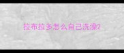 拉布拉多怎么自己洗澡