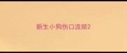 新生小狗伤口流脓