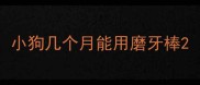 小狗几个月能用磨牙棒