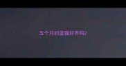 五个月的蓝猫好养吗