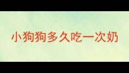 小狗狗多久吃一次奶