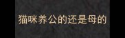 猫咪养公的还是母的
