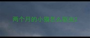 两个月的小猫怎么驱虫
