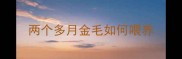两个多月金毛如何喂养