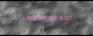 小狗营养不良的表现