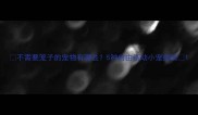 不需要笼子的宠物有哪些5种自由活动小宠指南