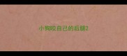 小狗咬自己的后腿