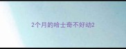 2个月的哈士奇不好动